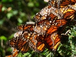 Mariposas monarca en las ramas de un oyamel