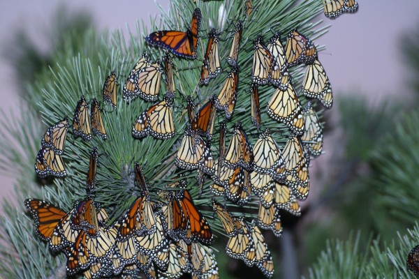 Ramas de oyamel con algunas mariposas monarca