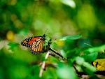 Mariposa monarca en una rama