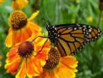 Mariposa monarca posada en unas bellas flores naranjas