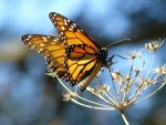 Alas desplegadas de una mariposa monarca