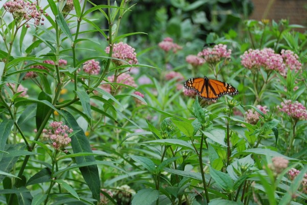 Mariposa monarca en un campo de asclepias incarnata