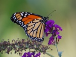 Una monarca sobre pequeñas flores moradas