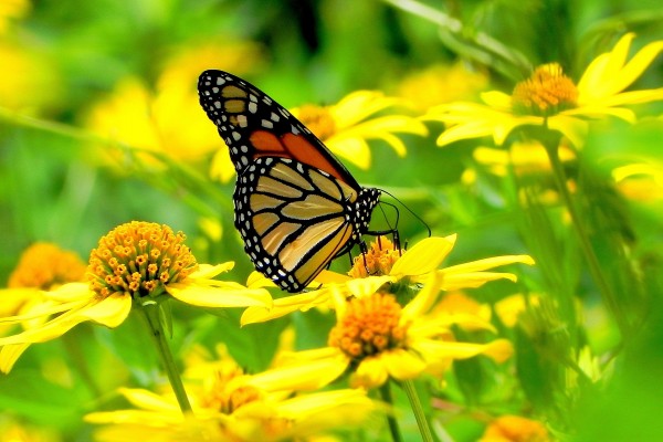 Una mariposa monarca en un campo de flores amarillas