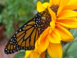 Mariposa monarca en un girasol