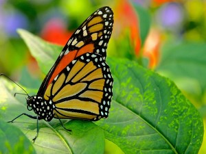 Postal: Mariposa monarca posada en una hoja verde