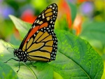 Mariposa monarca posada en una hoja verde