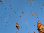 Vuelo de mariposas monarca