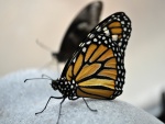 Mariposa monarca sobre una roca