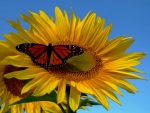 Gran girasol con una mariposa monarca