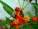 Orugas monarca alimentándose de la planta flor de sangre