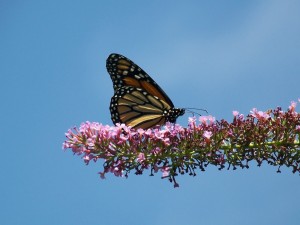 Mariposa monarca en una rama repleta de flores