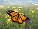 Mariposa monarca volando sobre un campo de flores amarillas