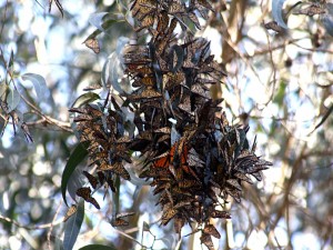 Rama de un eucalipto cubierta de mariposas monarca