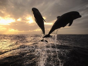 Delfines saltando al atardecer
