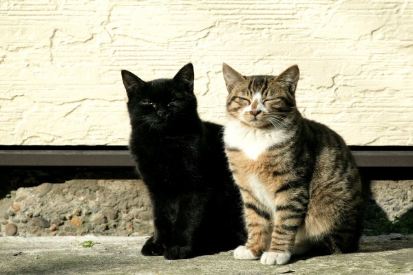 Dos gatos al sol