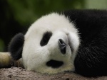 Oso panda dormido