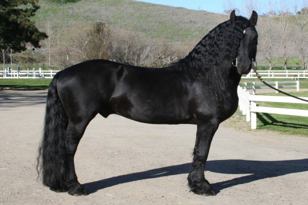 Un hermoso caballo negro bien cuidado