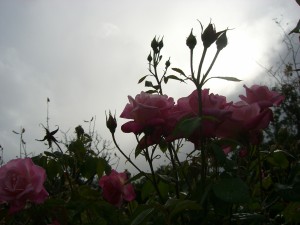 Rosal mojado por la reciente lluvia