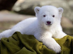 Un bonito cachorro de oso polar