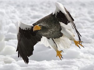 Un águila volando bajo la nieve
