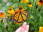 Tocando una delicada mariposa monarca