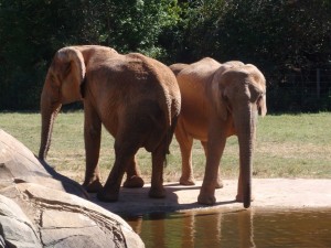 Elefantes en un zoo