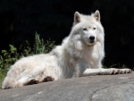 Un bello lobo blanco tumbado sobre la roca