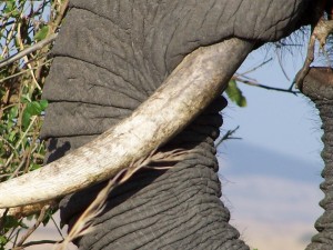 Trompa y cuerno de un elefante