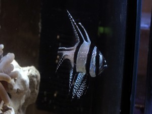 Un bonito pez rayado en una pecera