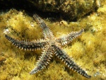 Gran estrella de mar (Marthasterias glacialis)