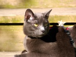 Un gato oscuro con ojos brillantes