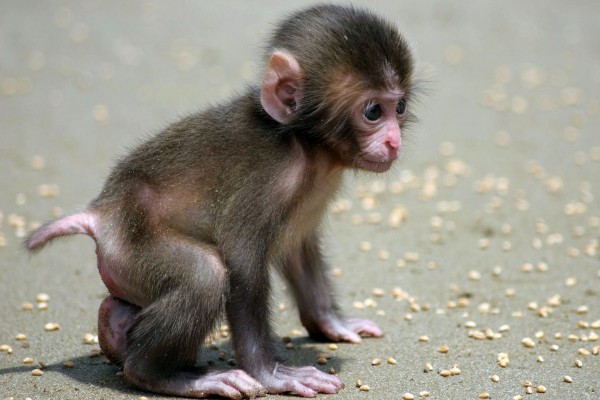 Un mono bebé