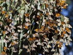 Mariposas monarca sobre hojas de eucalipto