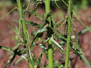 Postal: Orugas monarca alimentándose en una planta