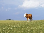 Vaca marrón y blanca en un prado