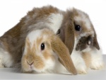 Dos lindos conejos