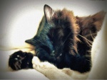 Un gato negro dormido