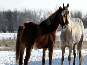 Dos caballos sobre la nieve