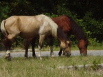 Dos caballos comiendo hierba