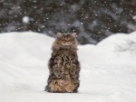Un bonito gato bajo la nieve