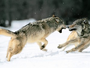 Postal: Lobos peleando sobre la nieve