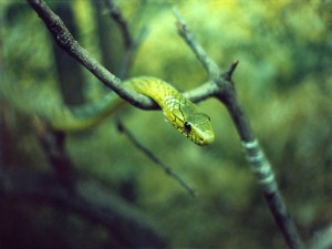 Postal: Serpiente verde entre las ramas