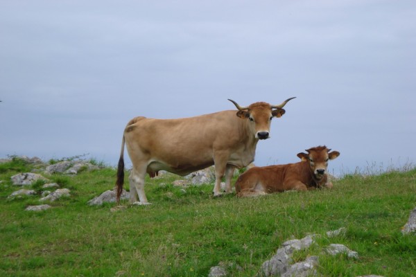 Vaca en el prado junto a su ternero
