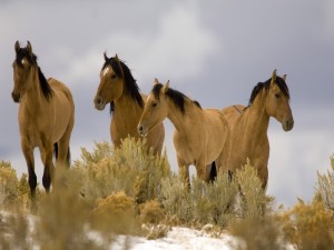 Cuatro hermosos caballos