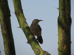 Pájaro con gran pico posando en un tronco