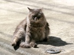 Un hermoso gato sentado en la calle
