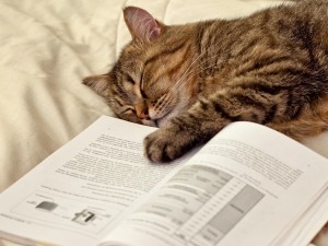 Postal: Gato dormido junto a un libro