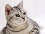 Bonito gato con rayas grises