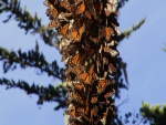 Un gran número de mariposas monarca sobre un tronco